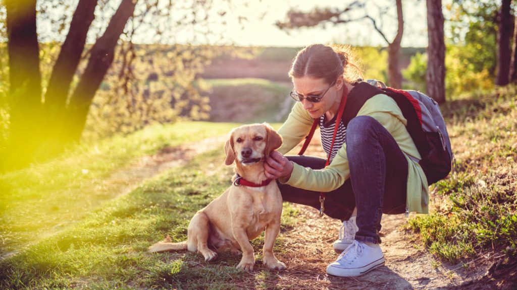 The right way to Preserve Ticks Off Canines & Out of Your RV
